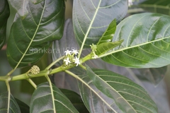 Morinda citrifolia